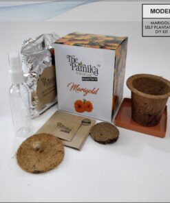 THE PARNIKA - Marigold Plant
