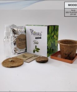 THE PARNIKA - Tulsi Plant
